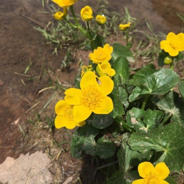 Caltha palustris Цветок