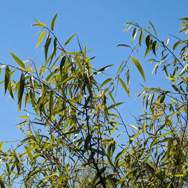 Salix caroliniana Folla