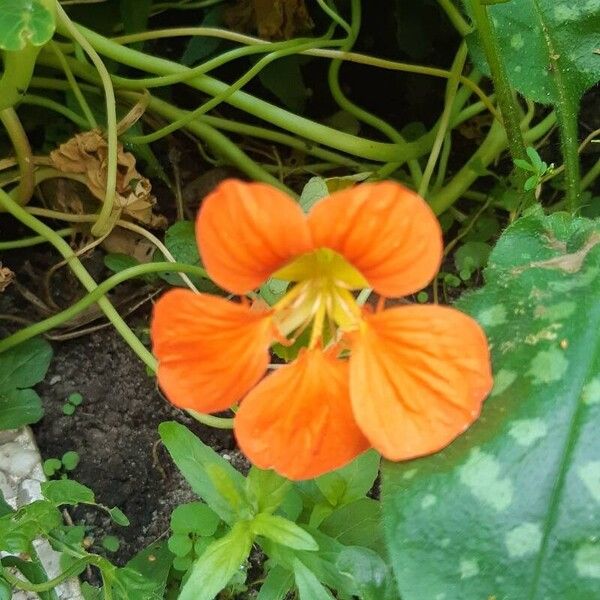 Tropaeolum majus Flower