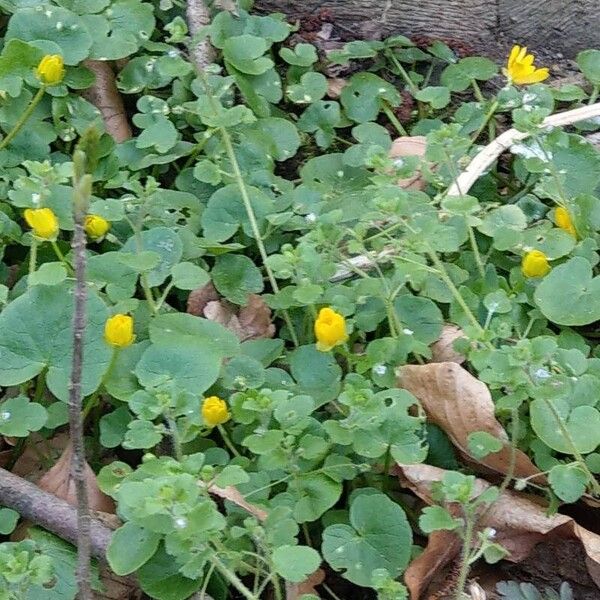 Ranunculus ficaria Кветка