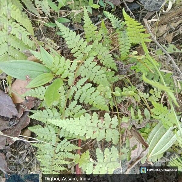 Cystopteris bulbifera পাতা