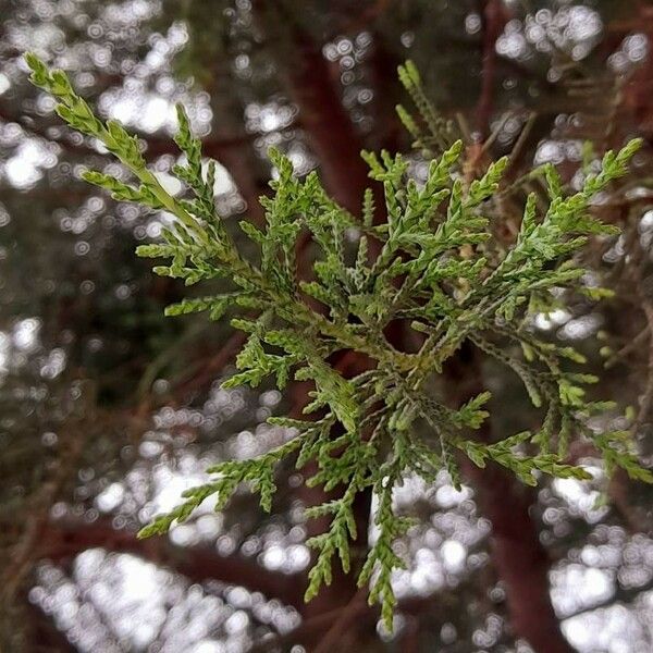 Cupressus arizonica Leaf