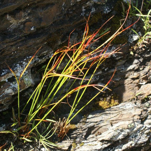 Carex myosuroides Habit