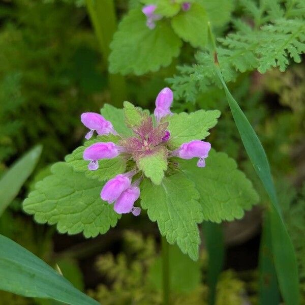 Lamium hybridum Květ