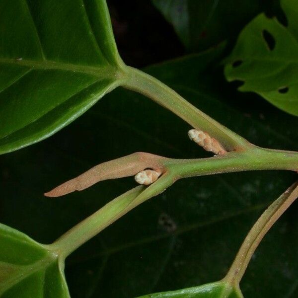 Minquartia guianensis Bark