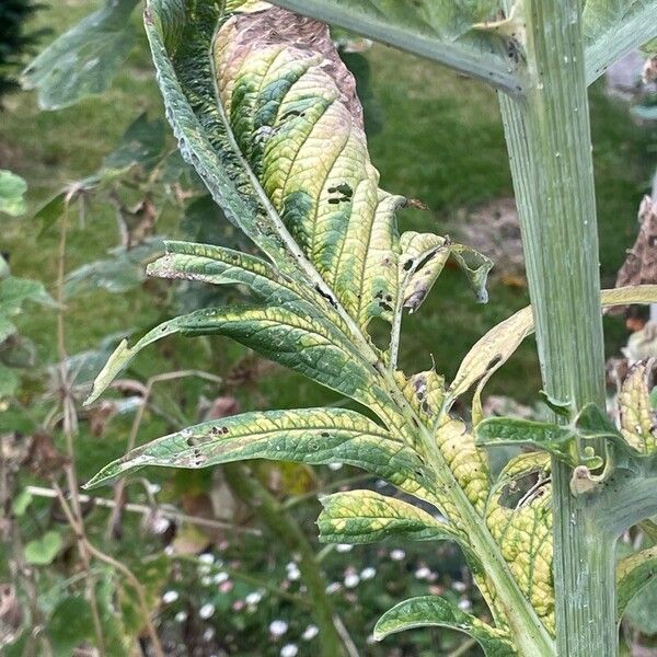 Cynara cardunculus Feuille