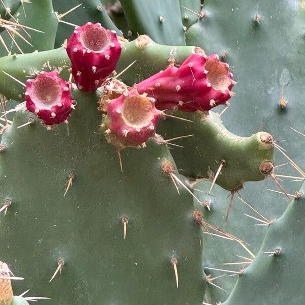 Opuntia elatior Ffrwyth