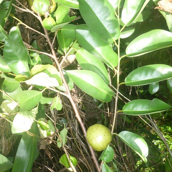 Annona glabra Folha