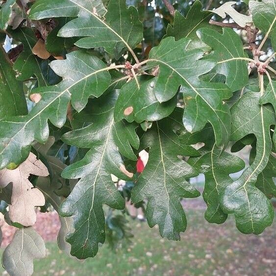 Quercus cerris Листок