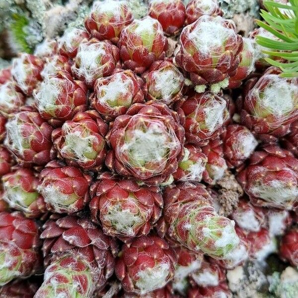 Sempervivum arachnoideum Flower