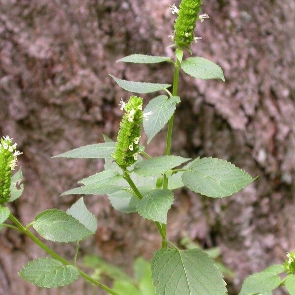 Agastache nepetoides Habit