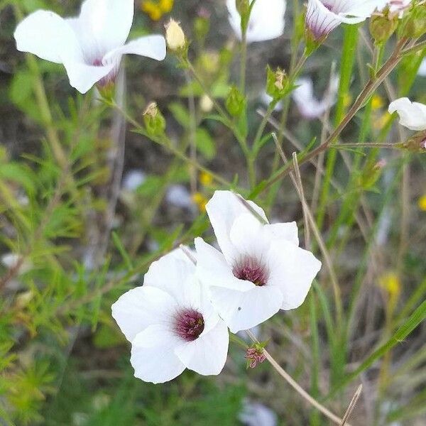 Linum suffruticosum Virág