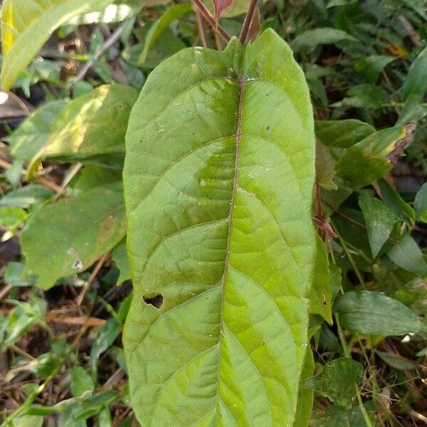 Theobroma cacao Leaf