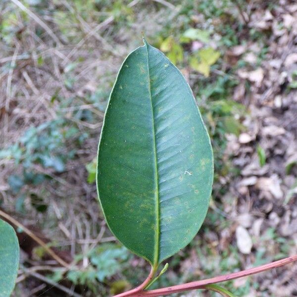 Eucalyptus robusta Yaprak