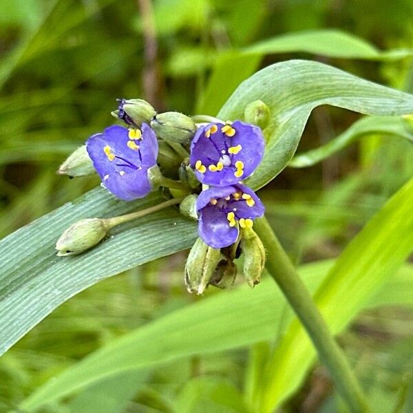 Tradescantia gigantea 花