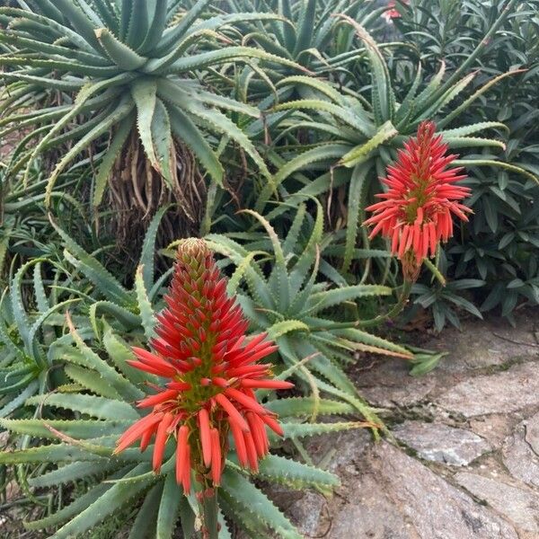 Aloe arborescens Цвят