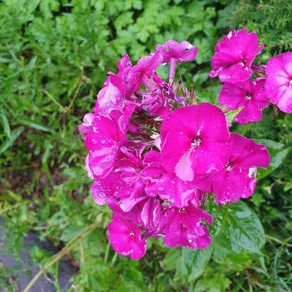 Phlox drummondii Flower