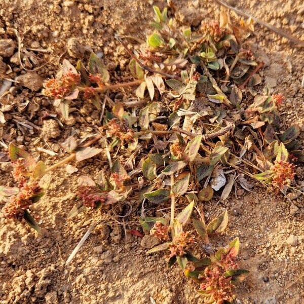 Euphorbia hirta Hábitos