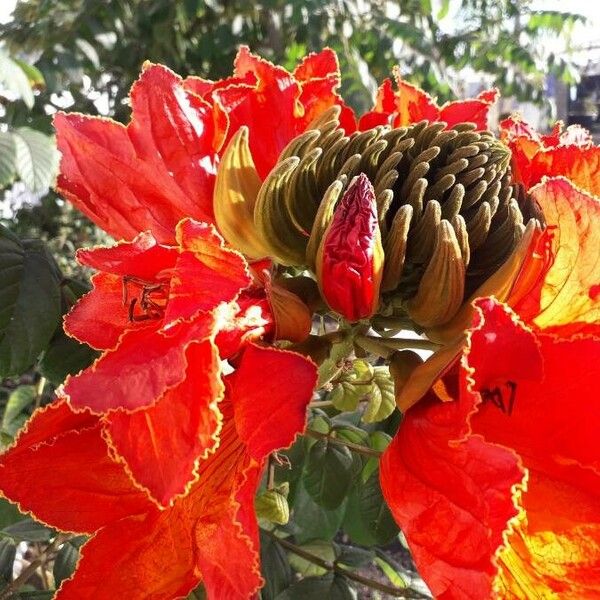 Spathodea campanulata Flower