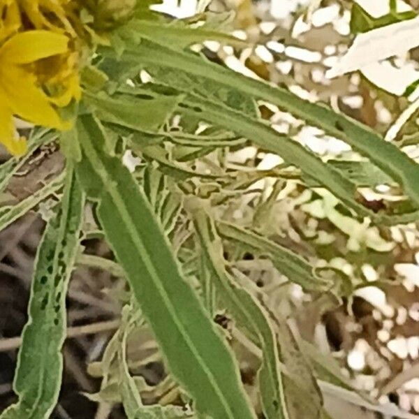 Geigeria ornativa Leaf