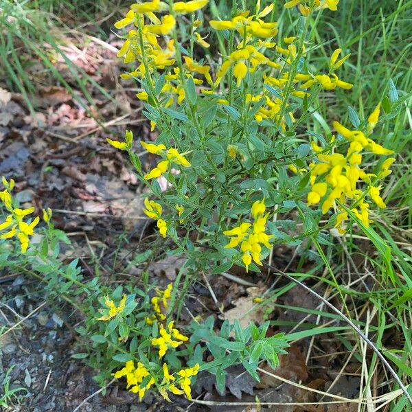 Genista germanica Blomma