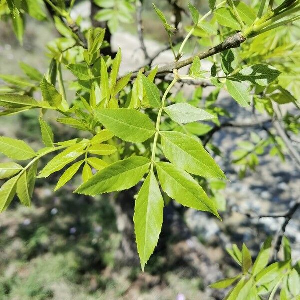 Fraxinus angustifolia Folio