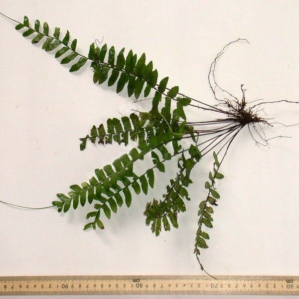 Asplenium cirrhatum Other