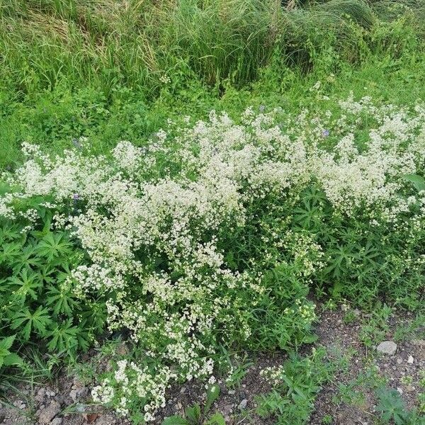 Galium album Flower