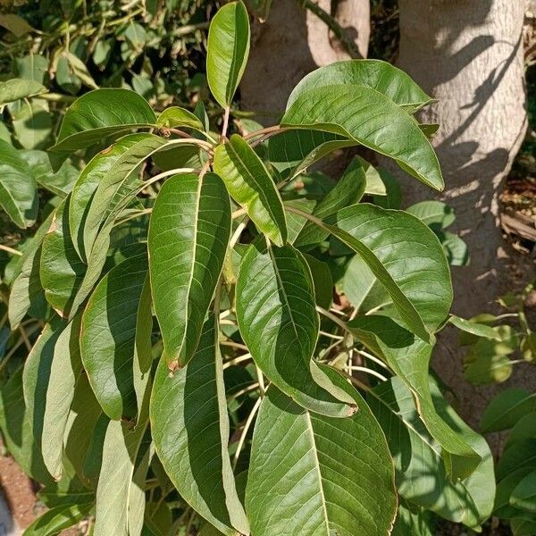 Phytolacca dioica पत्ता