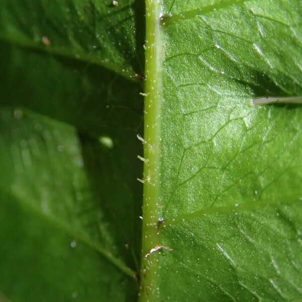 Pteris hamulosa Liść