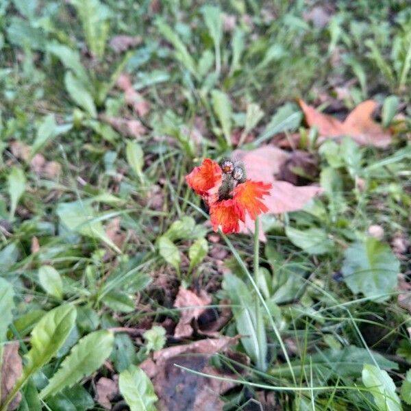 Pilosella aurantiaca Blodyn