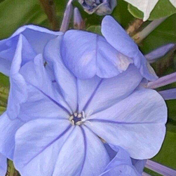 Plumbago auriculata Blomst