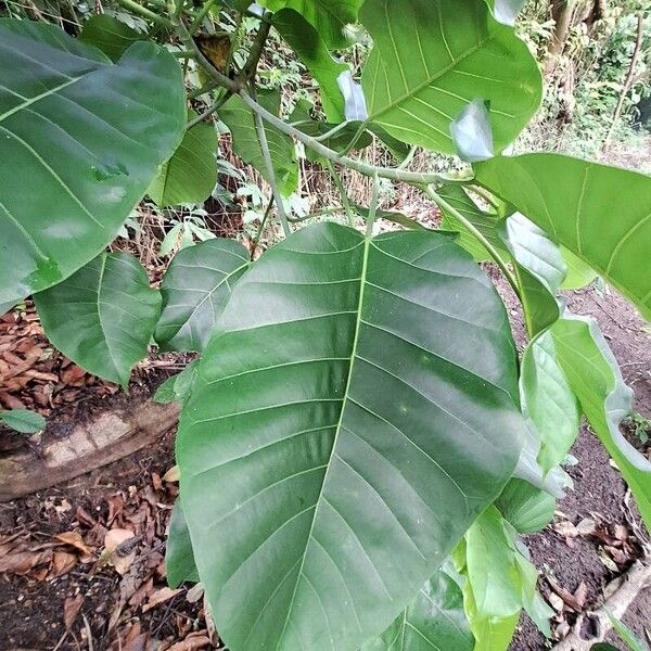 Ficus bubu Hostoa