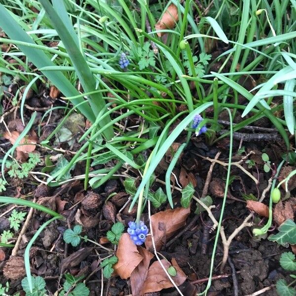 Muscari botryoides Habitus