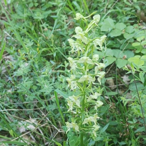 Platanthera chlorantha ശീലം