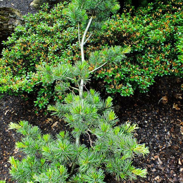 Pinus parviflora Habit