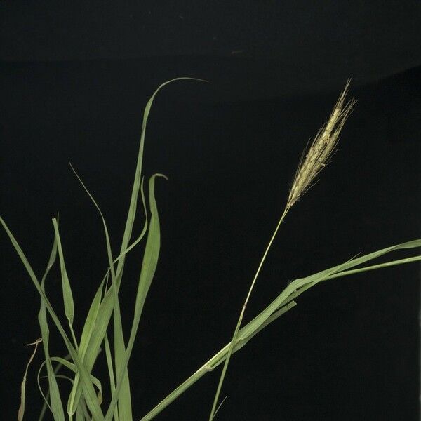 Dichanthium annulatum 整株植物