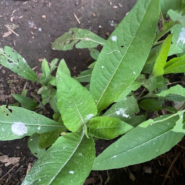 Oenothera parviflora Leaf