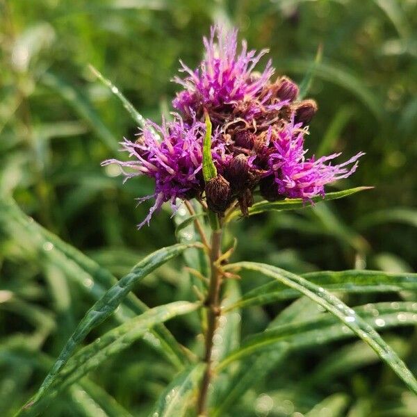 Vernonia fasciculata Flower