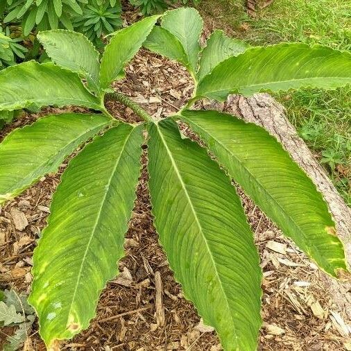 Sauromatum venosum Blad