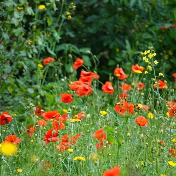 Papaver dubium Habit