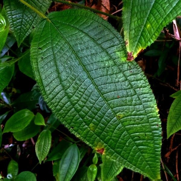 Miconia crenata Blad