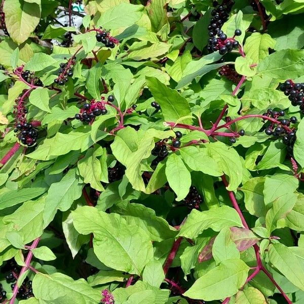 Phytolacca americana Habit