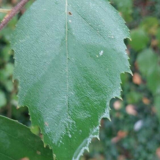 Betula nigra Fuelha