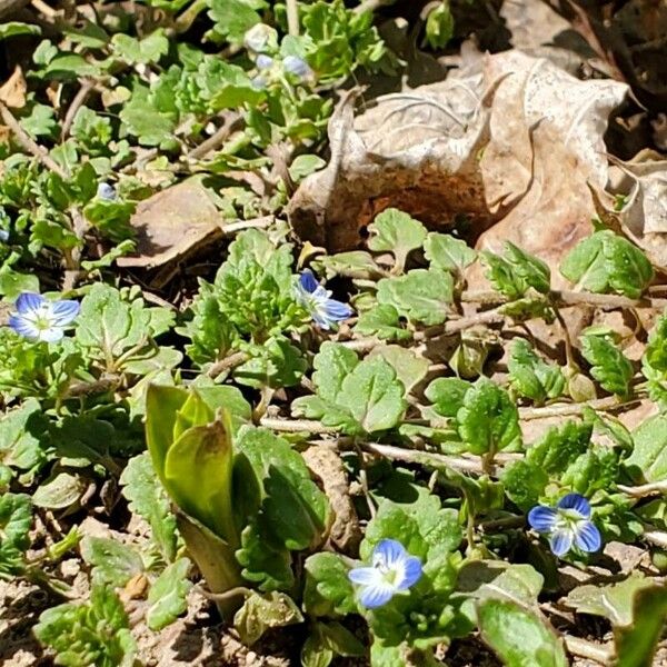 Veronica polita Blüte