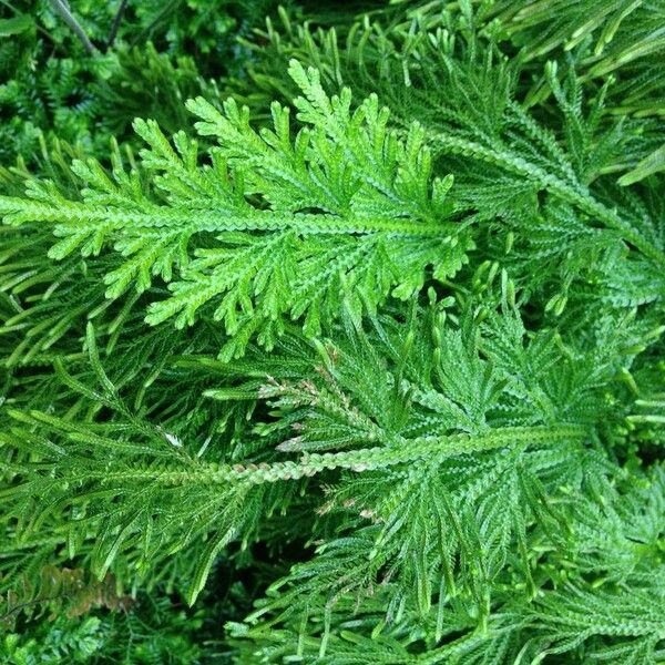 Selaginella viticulosa Levél