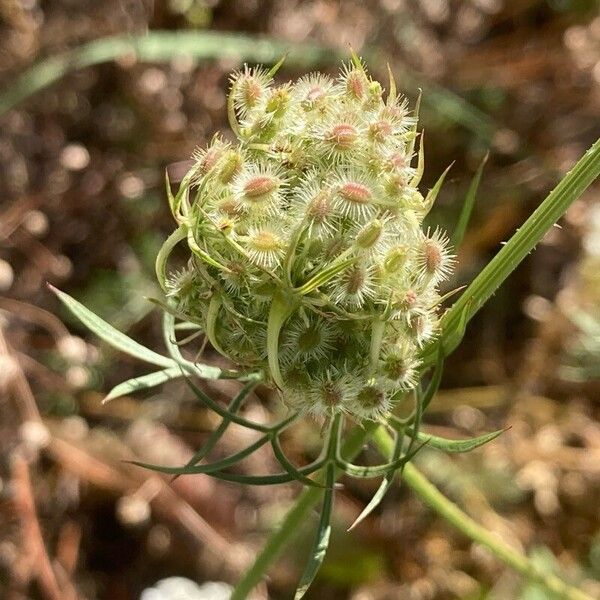 Daucus carota Frukt