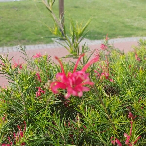 Grevillea rosmarinifolia Fleur