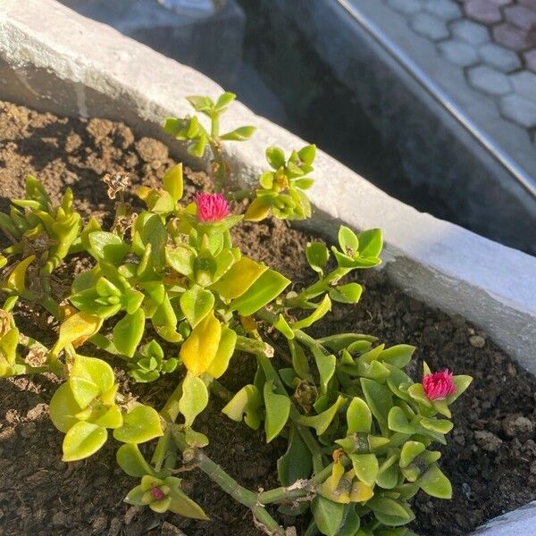 Mesembryanthemum cordifolium Feuille