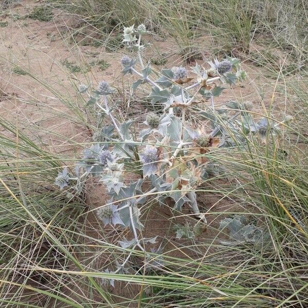 Eryngium maritimum Tervik taim